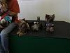 YorkieHaven Rescue Halloween Party-dscf3141-small-.jpg