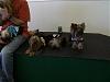 YorkieHaven Rescue Halloween Party-dscf3145-small-.jpg