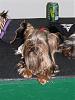 YorkieHaven Rescue Halloween Party-dscf3147-small-.jpg