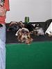 YorkieHaven Rescue Halloween Party-dscf3152-small-.jpg