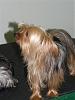 YorkieHaven Rescue Halloween Party-dscf3153-small-.jpg