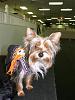 YorkieHaven Rescue Halloween Party-dscf3165-small-.jpg