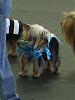 YorkieHaven Rescue Halloween Party-dscf3169-small-.jpg