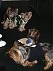 YorkieHaven Rescue Halloween Party-dscf3180-small-.jpg