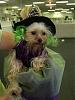 YorkieHaven Rescue Halloween Party-dscf3186-small-.jpg