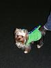 YorkieHaven Rescue Halloween Party-dscf3188-small-.jpg