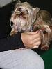 YorkieHaven Rescue Halloween Party-dscf3190-small-.jpg