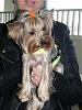 YorkieHaven Rescue Halloween Party-dscf3193-small-.jpg