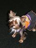 YorkieHaven Rescue Halloween Party-dscf3197-small-.jpg