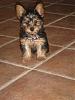Marley My little baby yorkie-marley.jpg