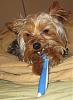 Zoey and her toothbrush!!-7.jpg