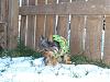 Bailey's first time on snow!-bailey-snow1.jpg