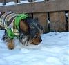 Bailey's first time on snow!-bailey-snow2.jpg