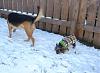 Bailey's first time on snow!-bailey-snow3.jpg