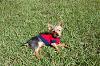 Don't tell anyone but I just LOVE my yorkie.-dsc00533.jpg