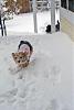 gigio in the snow-gigiosnow-1.jpg