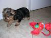 My new baby girl !!-millie-mouse-006.jpg