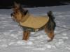 Bailey in the snow & Mommy and Daddy!-img_0003.jpg