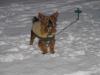 Bailey in the snow & Mommy and Daddy!-img_0006.jpg