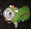 Pics of Bobo, Libby an Pearl in their Halloween Suits!-doghalloweenpics2009-010.jpg