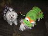 Pics of Bobo, Libby an Pearl in their Halloween Suits!-doghalloweenpics2009-011.jpg