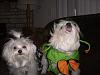 Pics of Bobo, Libby an Pearl in their Halloween Suits!-doghalloweenpics2009-019.jpg