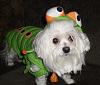 Pics of Bobo, Libby an Pearl in their Halloween Suits!-doghalloweenpics2009-020.jpg