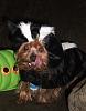 Pics of Bobo, Libby an Pearl in their Halloween Suits!-doghalloweenpics2009-035.jpg