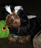 Pics of Bobo, Libby an Pearl in their Halloween Suits!-doghalloweenpics2009-036.jpg