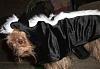 Pics of Bobo, Libby an Pearl in their Halloween Suits!-doghalloweenpics2009-046.jpg