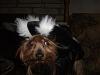 Pics of Bobo, Libby an Pearl in their Halloween Suits!-doghalloweenpics2009-050.jpg