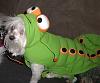 Pics of Bobo, Libby an Pearl in their Halloween Suits!-doghalloweenpics2009-061.jpg
