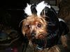 Pics of Bobo, Libby an Pearl in their Halloween Suits!-doghalloweenpics2009-049.jpg