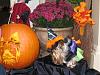 2009 Halloween Contest Outtakes & Bloopers-sadie-outtake3.jpg