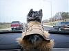 Yodi's Adventure Discussion Thread - YorkieTalk's Traveling Yorkie-yodi-017.jpg