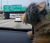 Yodi's Adventure Discussion Thread - YorkieTalk's Traveling Yorkie-yodi-021.jpg