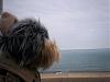 Yodi's Adventure Discussion Thread - YorkieTalk's Traveling Yorkie-yodi-037.jpg