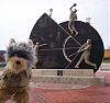 Yodi's Adventure Discussion Thread - YorkieTalk's Traveling Yorkie-yodi-029.jpg