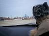 Yodi's Adventure Discussion Thread - YorkieTalk's Traveling Yorkie-yodi-030.jpg