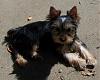 A Few Shots of Our Little Toby...-yorkies-005b.jpg