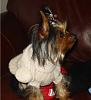 Bailey in his winter sweaters!!!  Thank you Cindy!!!-b3.jpg