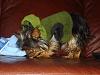 Bailey in his winter sweaters!!!  Thank you Cindy!!!-b8.jpg