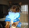 Bailey in his winter sweaters!!!  Thank you Cindy!!!-b5.jpg