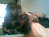 WHAT HAPPNED TO MY YORKIE? Please Help!-2uienm1.jpg