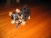 Photo's of Cisco the Beau.-img_0055.jpg