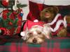 My Santa's helper is unhappier than yours-pc110019.jpg