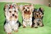 My Holiday Terrific Trio & my Little Family Trio too!-11-15-yorkie-family-photo-best.jpg