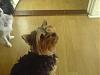 A Real Introduction...-l_bf854ab7fcc9dad711f6b4c8a0f3ee27.jpg