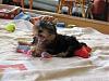 Haralampus (Harry) - A Bulgarian Yorkie-img_0510_corr.jpg