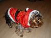 Max in His Santa Suit-max5.jpg